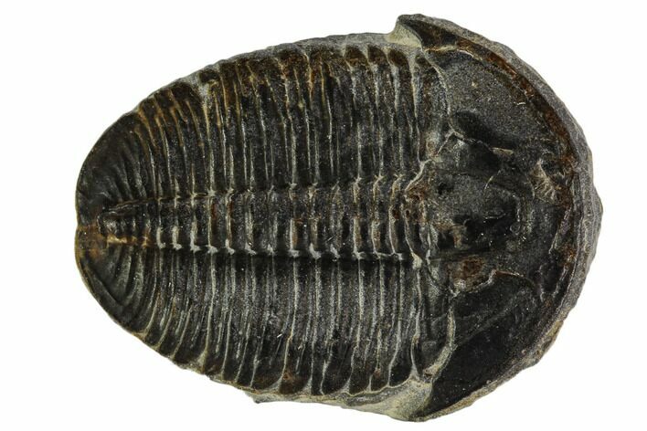 Elrathia Trilobite Fossil - Utah #108659